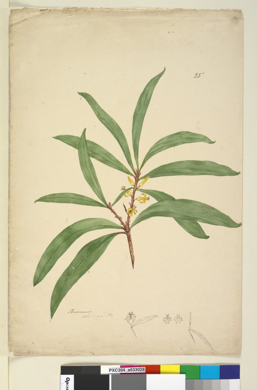 Sida 25. Persoonia salicina, c.1803-06 (wc, penna, bläck och penna) av John William Lewin