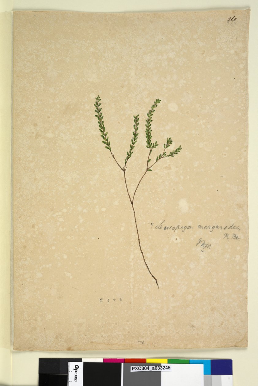 Sida 260. Leucopogon margarodes, c.1803-06 (wc, penna, bläck och penna) av John William Lewin