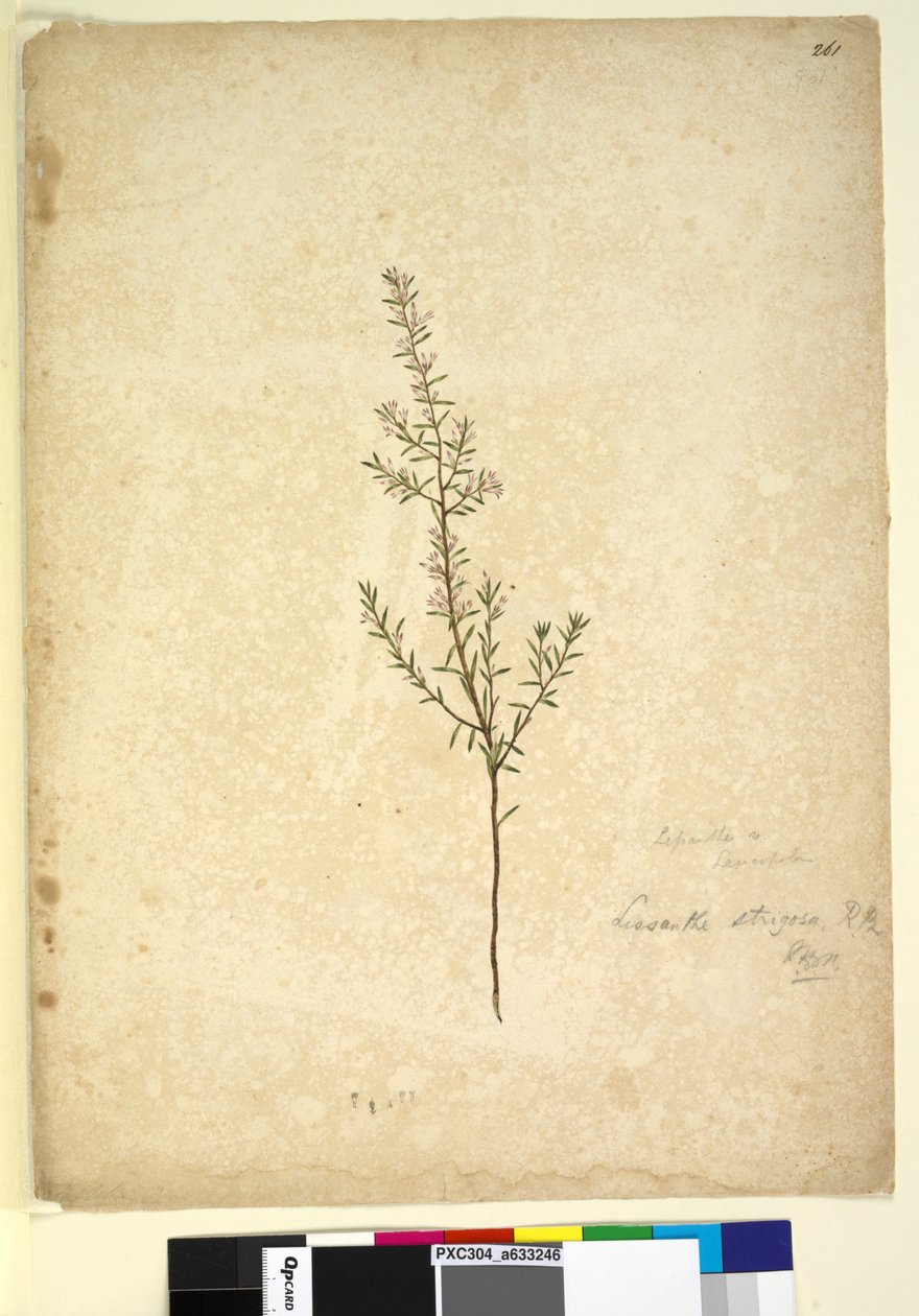 Sida 261. Lissanthe strigosa, c.1803-06 (wc, penna, bläck och penna) av John William Lewin