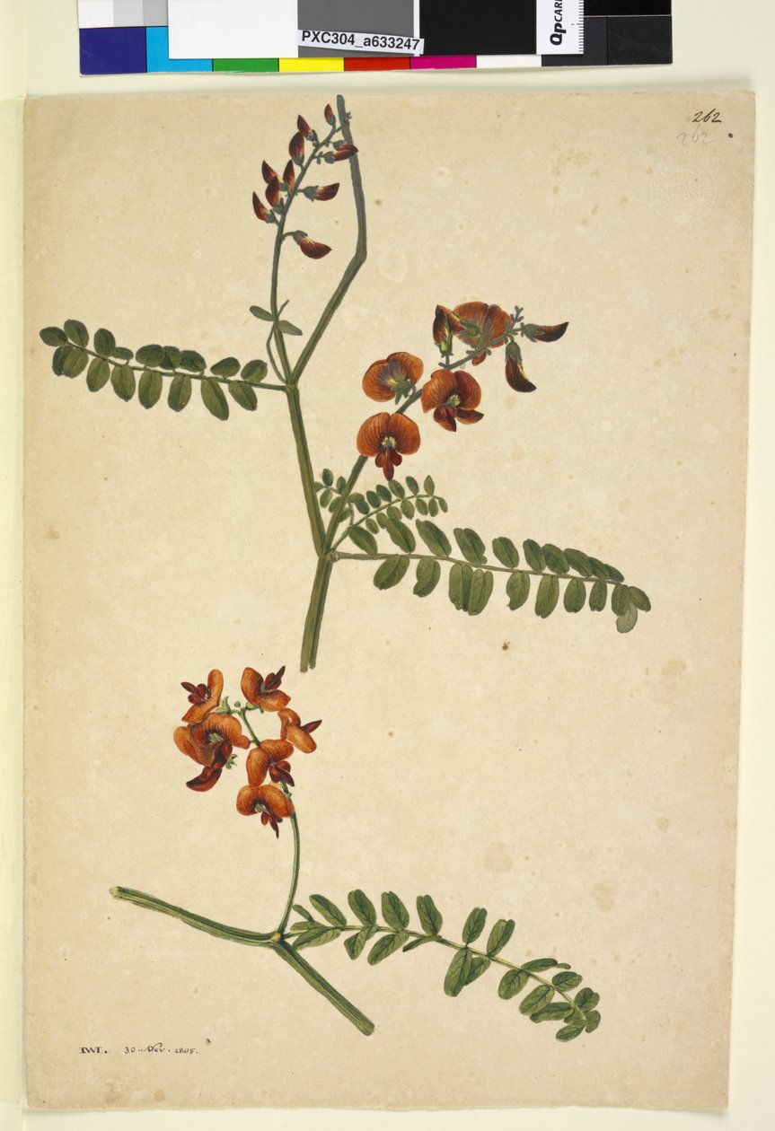 Sida 262. Signerad: I.W.L. 30 november 1805, c.1803-06 (wc, penna, bläck och penna) av John William Lewin
