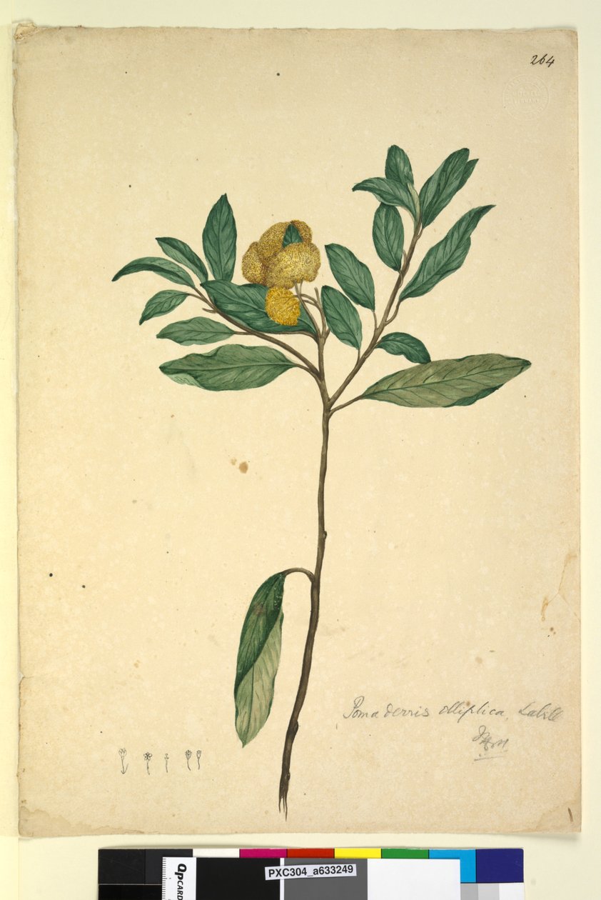 Sida 264. Pomaderris elliptica, c.1803-06 (wc, penna, bläck och penna) av John William Lewin