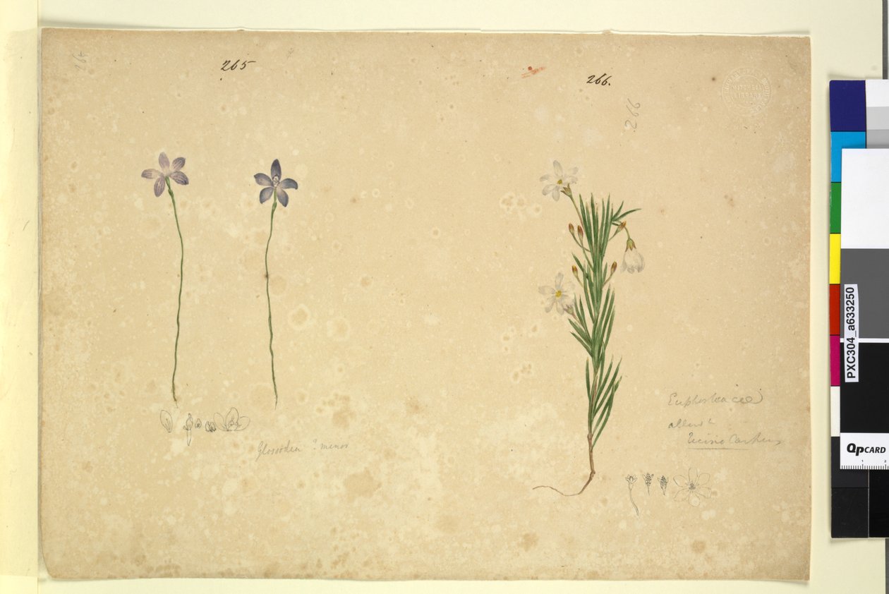 Sida 265. Glossodia minor; 266. Ricinocarpus, c.1803-06 (wc, penna, bläck och penna) av John William Lewin