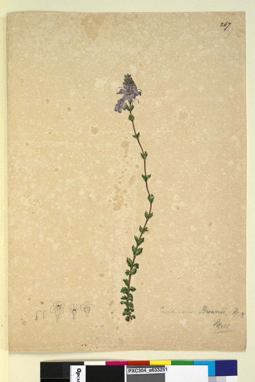 Sida 267. Euphrasia brownii, c.1803-06 (wc, penna, bläck och penna) av John William Lewin