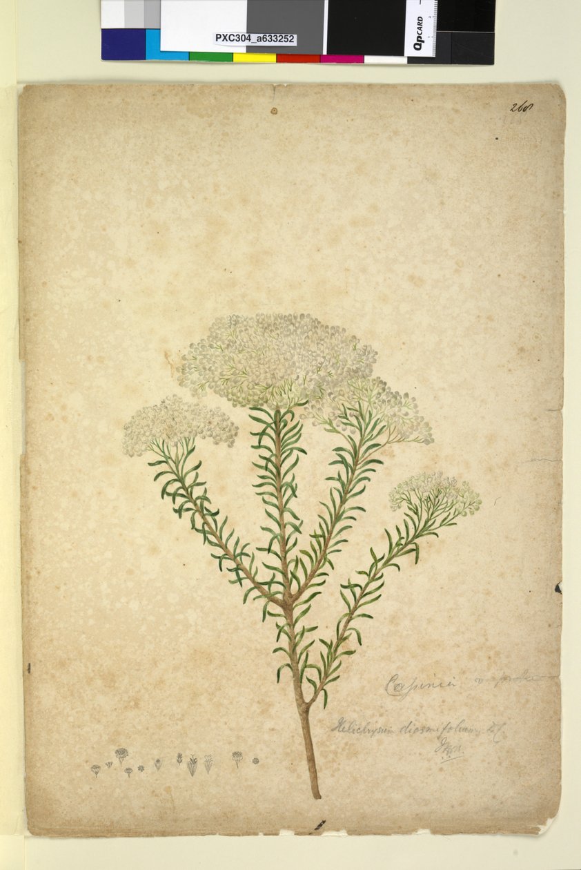 Sida 268. Helichrysum diosmifolium Ozothamnus diosmifolius, c.1803-06 (wc, penna, bläck och penna) av John William Lewin