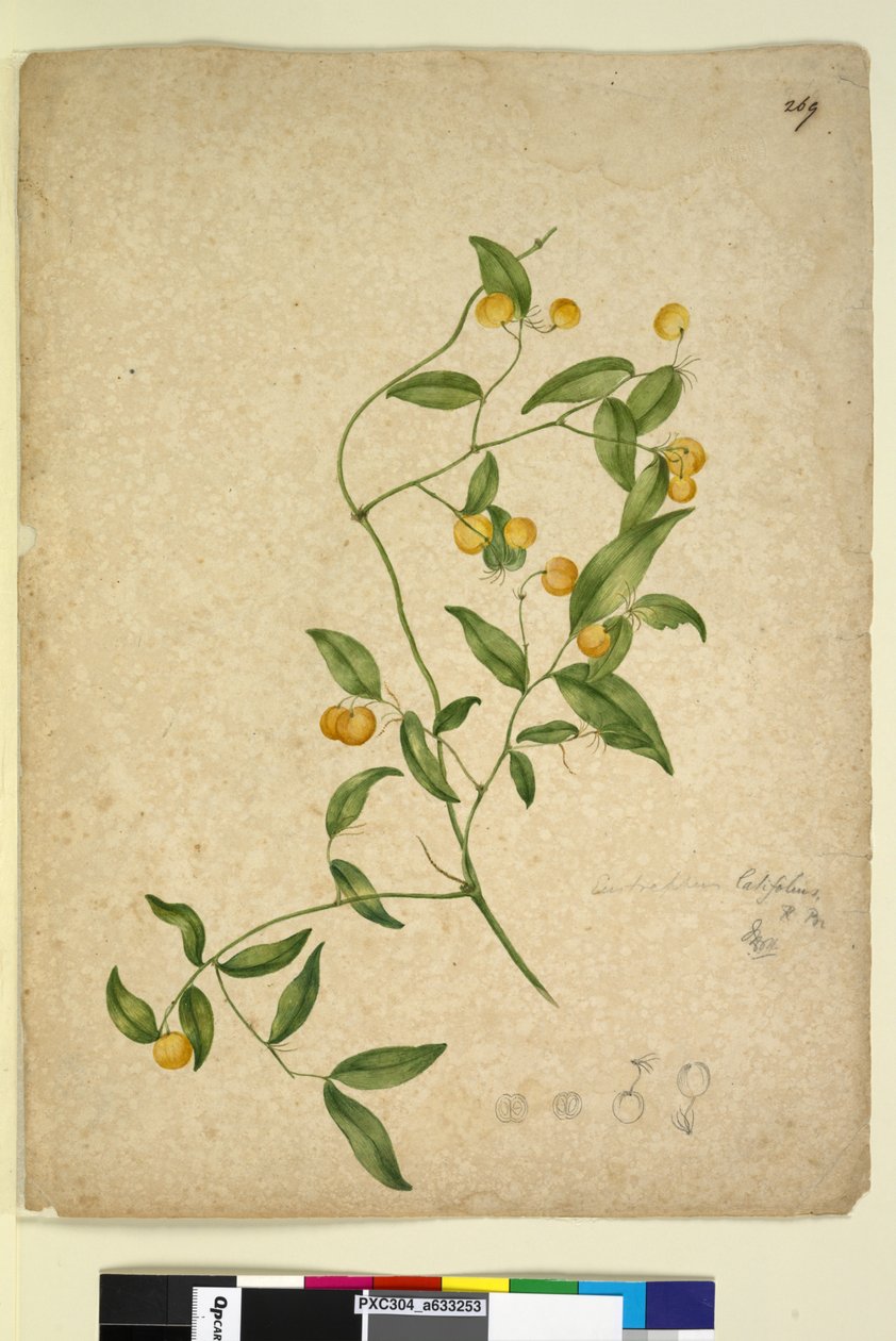 Sida 269. Eustrephus latifolius, c.1803-06 (wc, penna, bläck och penna) av John William Lewin