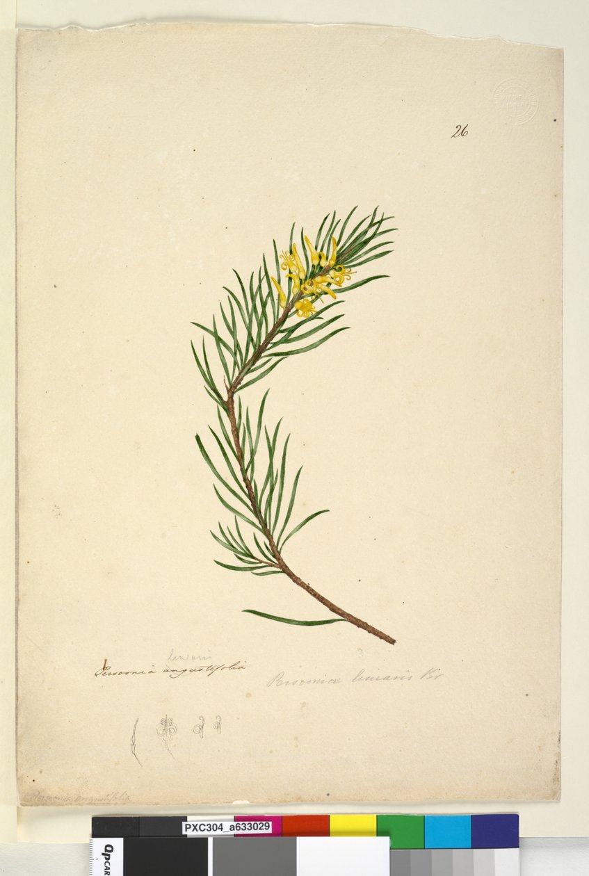 Sida 26. Persoonia linearis, c.1803-06 (wc, penna, bläck och penna) av John William Lewin