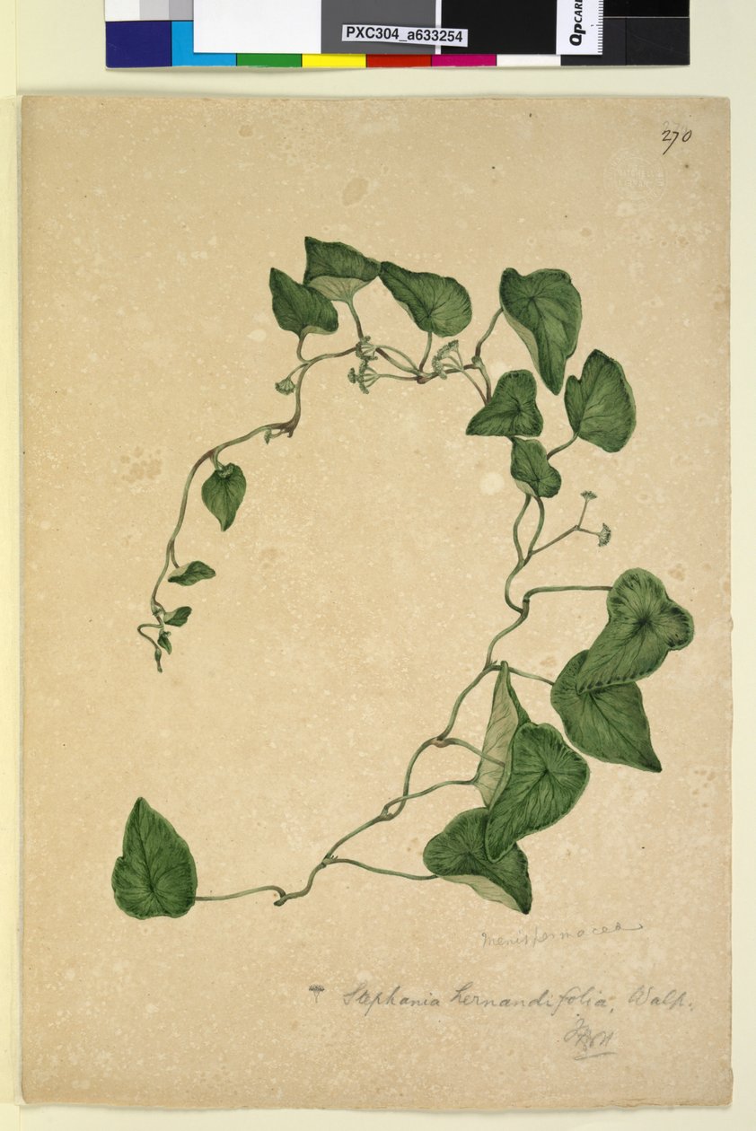 Sida 270. Stephania hernandiaefolia, c.1803-06 (wc, penna, bläck och penna) av John William Lewin