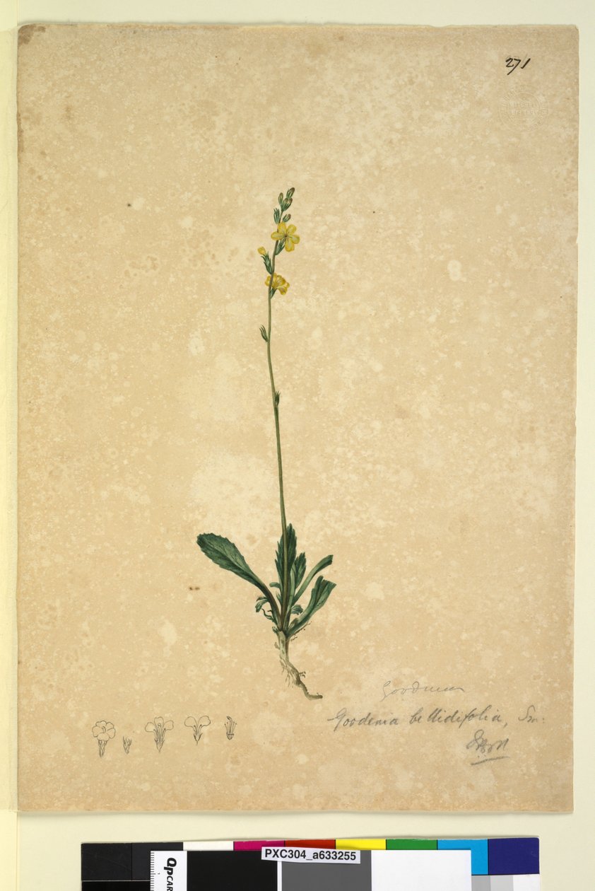 Sida 271. Goodenia bellidifolia, c.1803-06 (wc, penna, bläck och penna) av John William Lewin