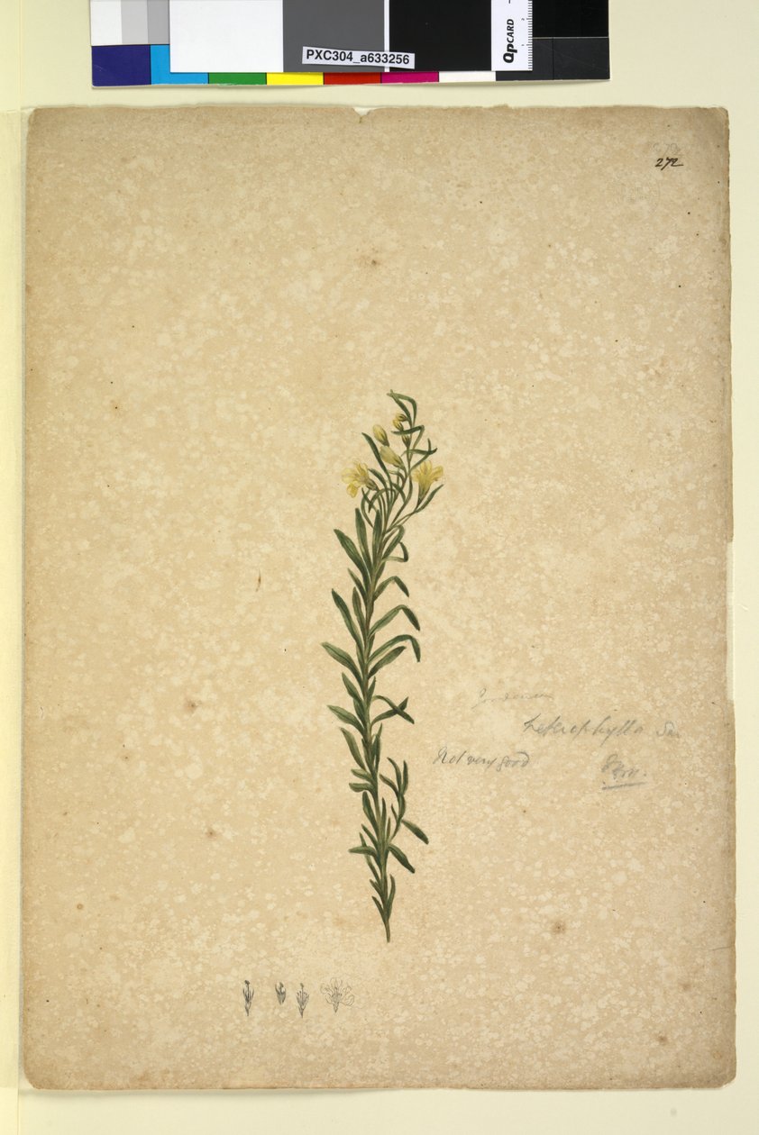 Sida 272. Goodenia heterophylla, c.1803-06 (wc, penna, bläck och penna) av John William Lewin