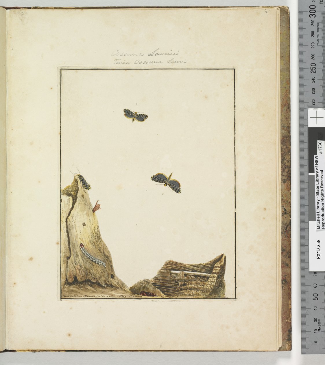 Sida 27. Platta 7 Cossuna Lewinii Tinea Cossuna Lewin, 1803-04 (handfärgade etstryck) av John William Lewin