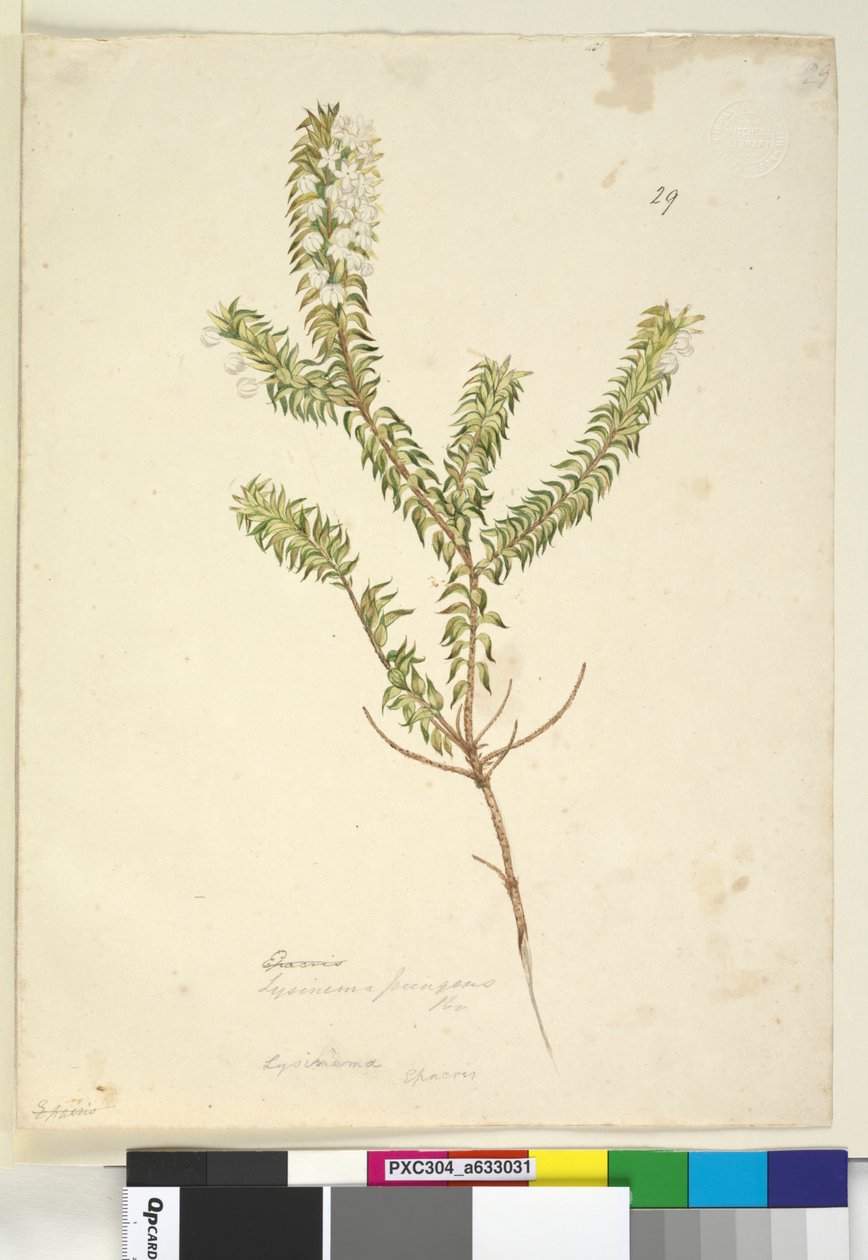 Sida 29. Lysinema, c.1803-06 (wc, penna, bläck och penna) av John William Lewin