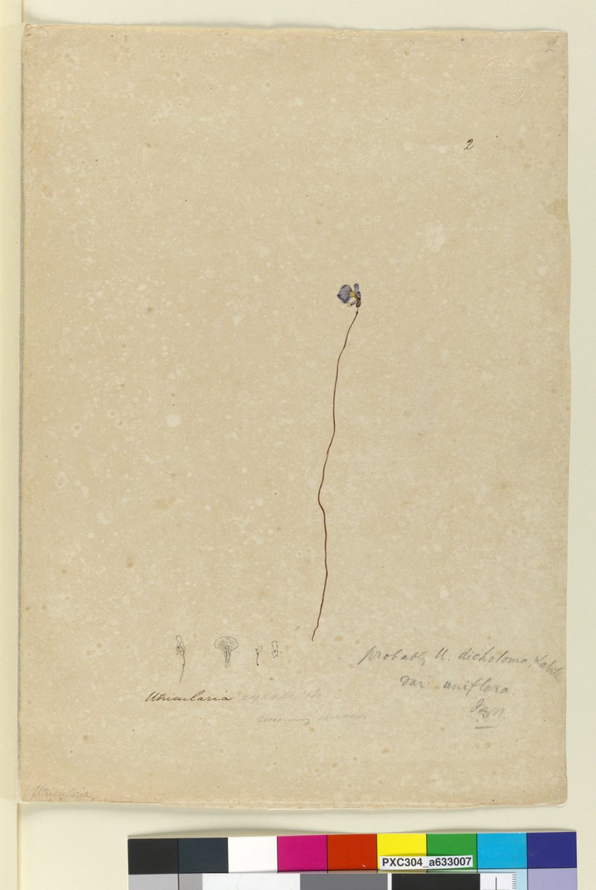 Sida 2. Utricularia dichotoma, c.1803-06 (wc, penna, bläck och penna) av John William Lewin