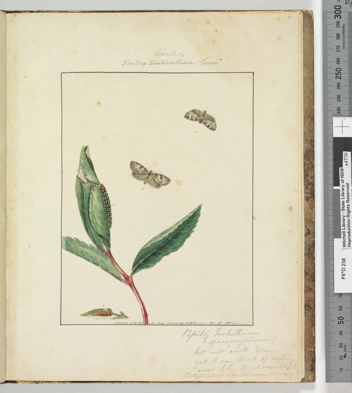 Sida 31. Platta 8 Ara.. Tortrix Australana Lewin, 1803-04 (handfärgade etstryck) av John William Lewin