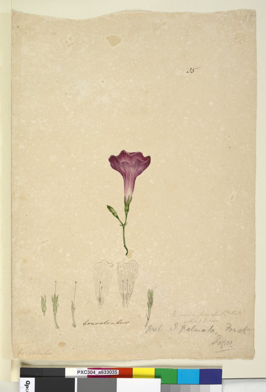 Sida 35. Ipomoea palmata, c.1803-06 (wc, penna, bläck och penna) av John William Lewin