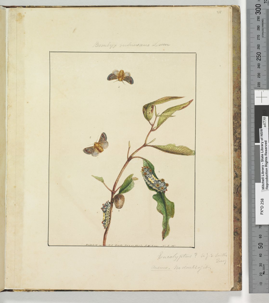 Sida 35. Platta 9 Bombyx Vulnerans Lewin, 1803-04 (handfärgade etstryck) av John William Lewin