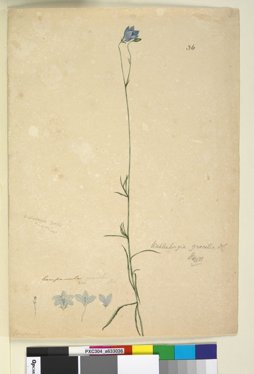 Sida 36. Wahlenbergia gracilis, c.1803-06 (wc, penna, bläck och penna) av John William Lewin
