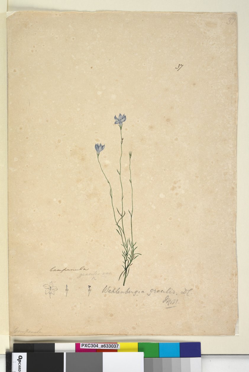 Sida 37. Wahlenbergia gracilis, c.1803-06 (wc, penna, bläck och penna) av John William Lewin