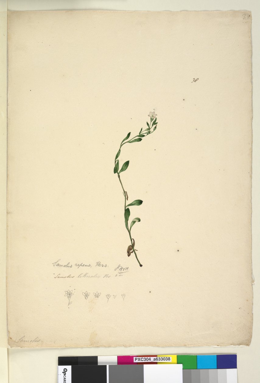 Sida 38. Samolus repens, c.1803-06 (wc, penna, bläck och penna) av John William Lewin