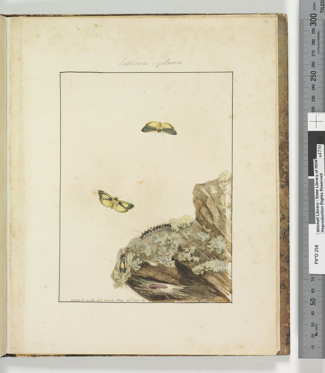Sida 39. Plåt 10 Lithosa Replana, 1803-04 (handfärgade etstryck) av John William Lewin