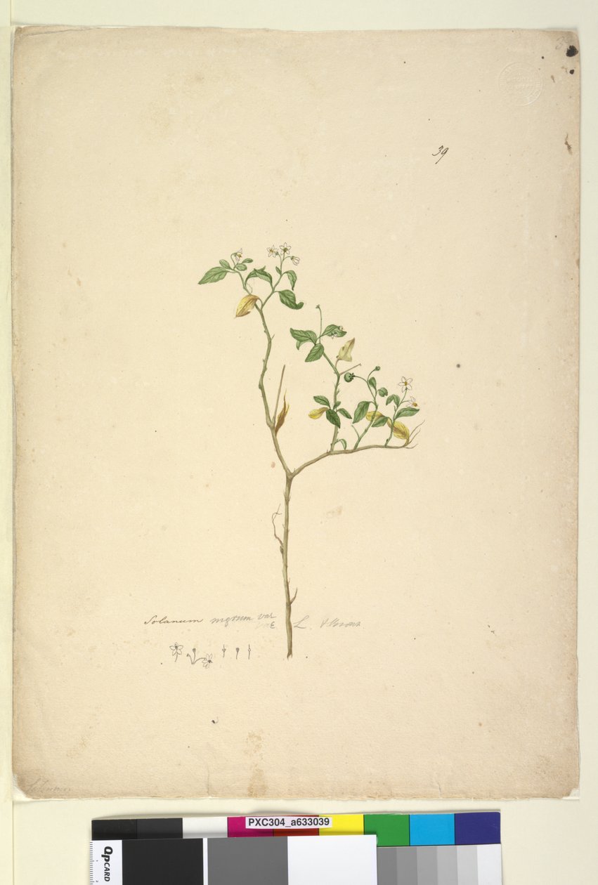 Sida 39. Solanum nigrum, c.1803-06 (wc, penna, bläck och penna) av John William Lewin