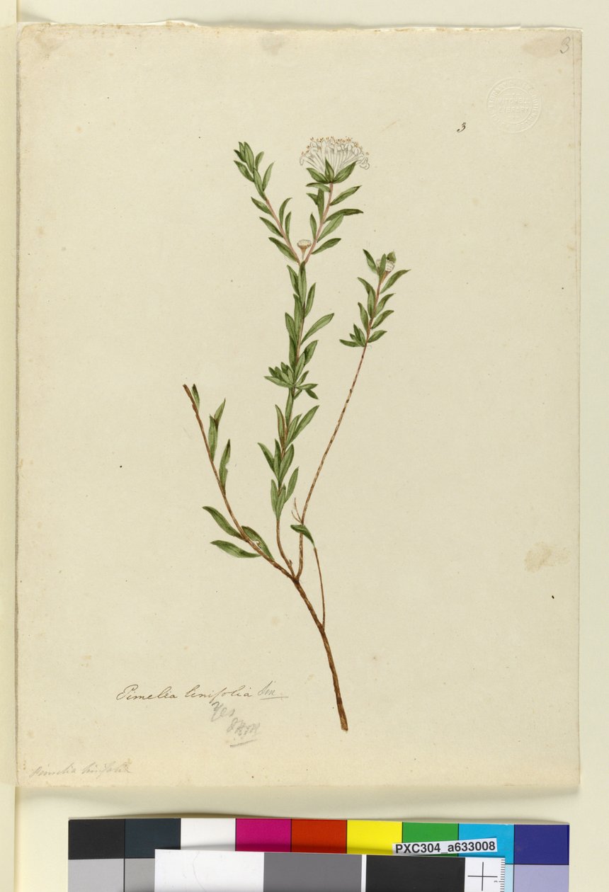 Sida 3. Pimelea linifolia, c.1803-06 (wc, penna, bläck och penna) av John William Lewin