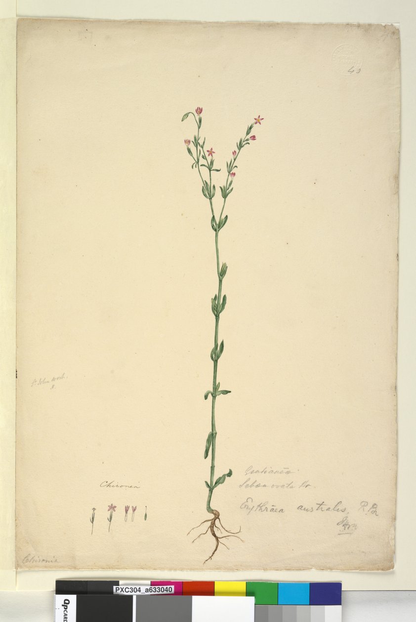 Sida 40. Erythraea australis, c.1803-06 (wc, penna, bläck och penna) av John William Lewin