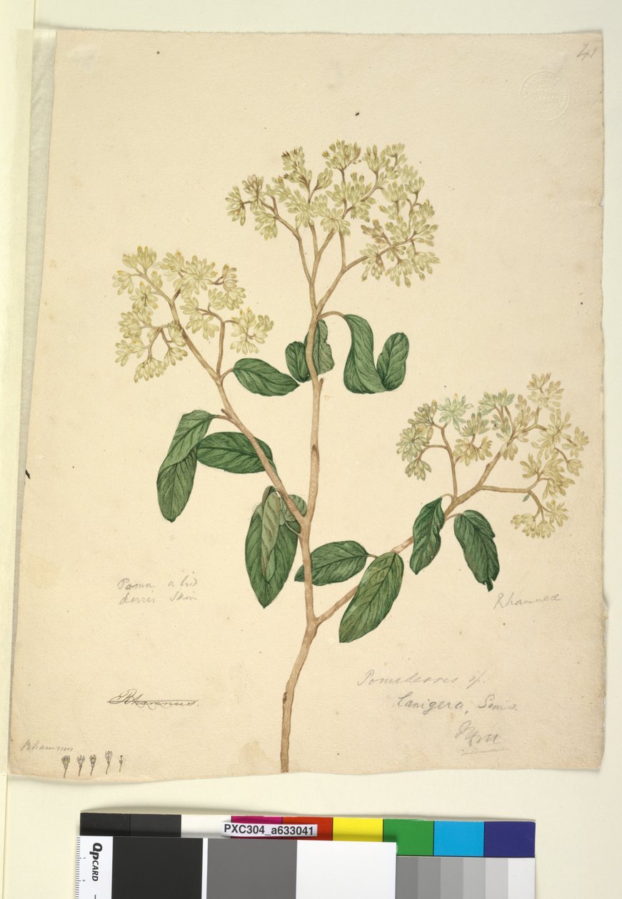 Sida 41. Pomaderris lanigera, c.1803-06 (wc, penna, bläck och penna) av John William Lewin