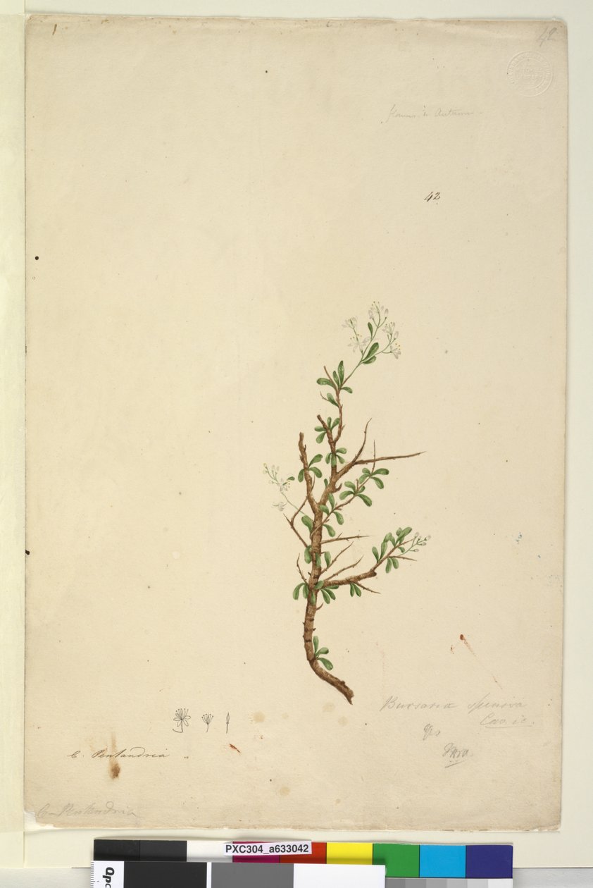 Sida 42. Bursaria spinosa, ca 1803-06 (wc, penna, bläck och penna) av John William Lewin