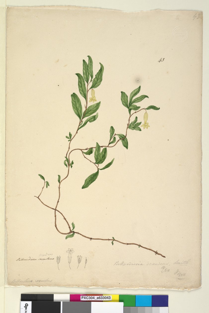 Sida 43. Billardiera scandens, c.1803-06 (wc, penna, bläck och penna) av John William Lewin