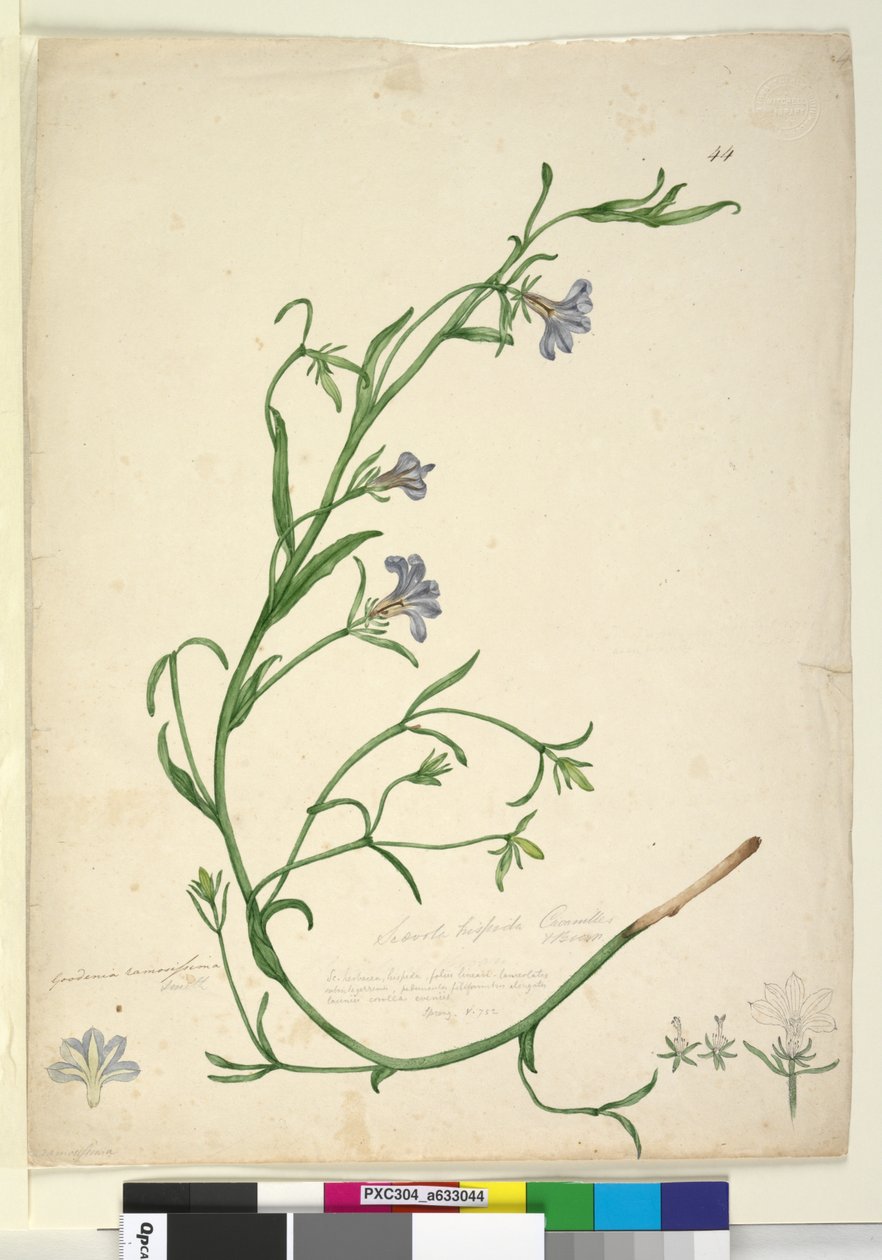 Sida 44. Goodenia ramosissima, c.1803-06 (wc, penna, bläck och penna) av John William Lewin
