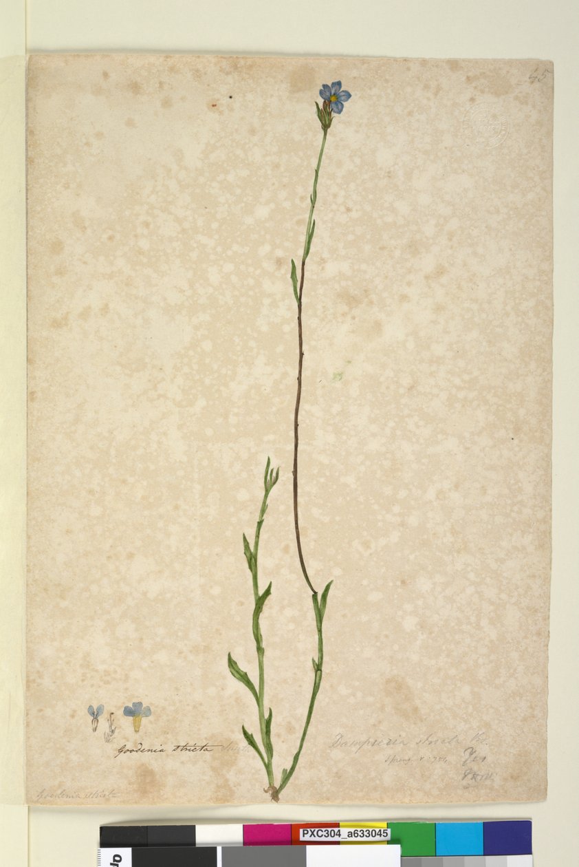 Sida 45. Dampiera stricta, c.1803-06 (wc, penna, bläck och penna) av John William Lewin