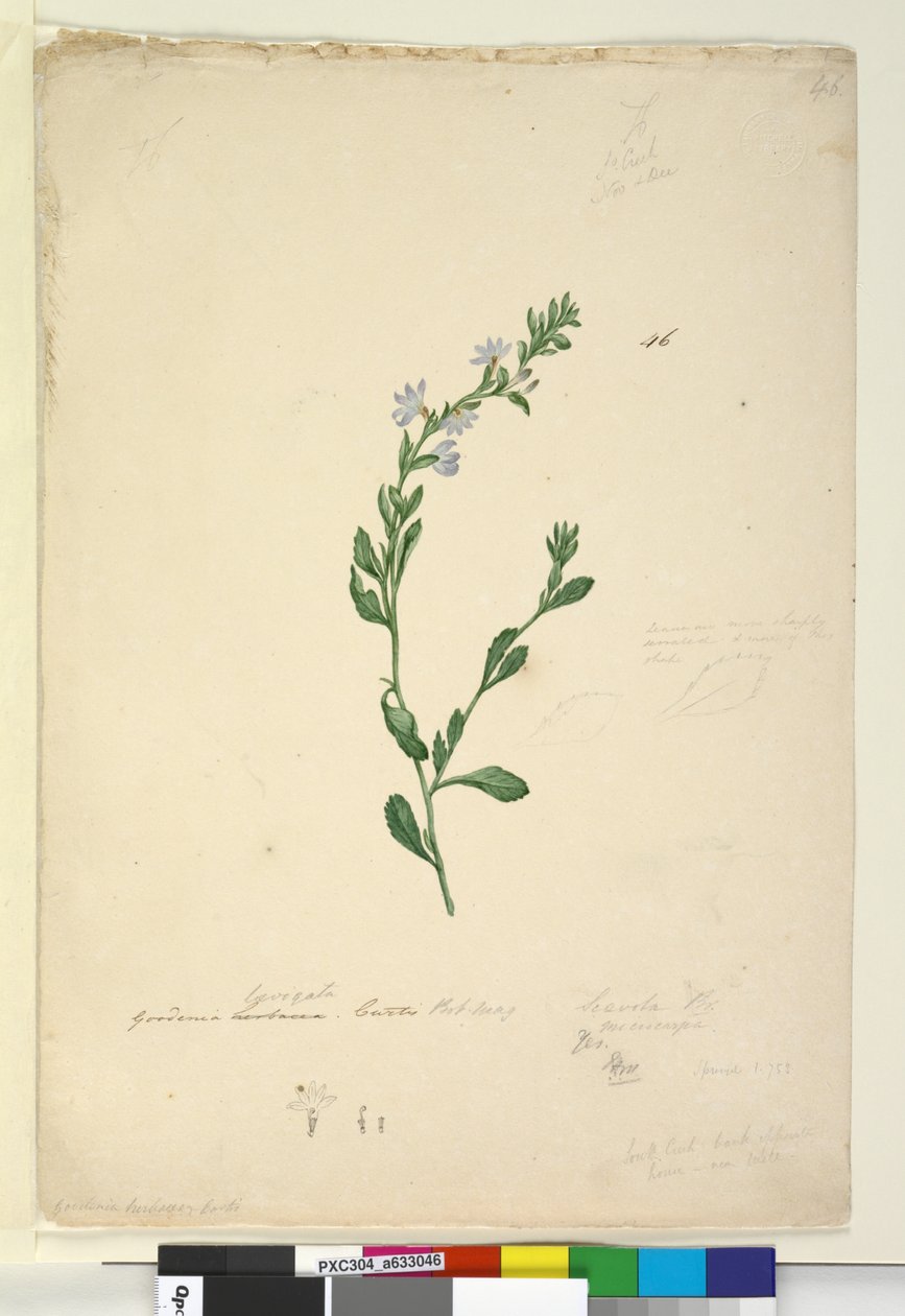 Sida 46. Goodenia laevigata, c.1803-06 (wc, penna, bläck och penna) av John William Lewin