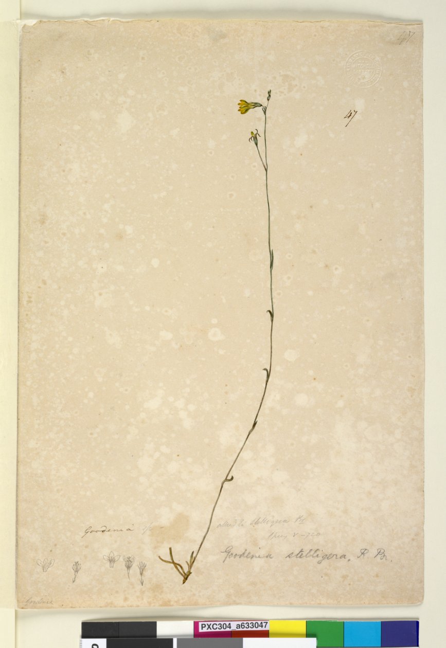 Sida 47. Goodenia stelligera, c.1803-06 (wc, penna, bläck och penna) av John William Lewin