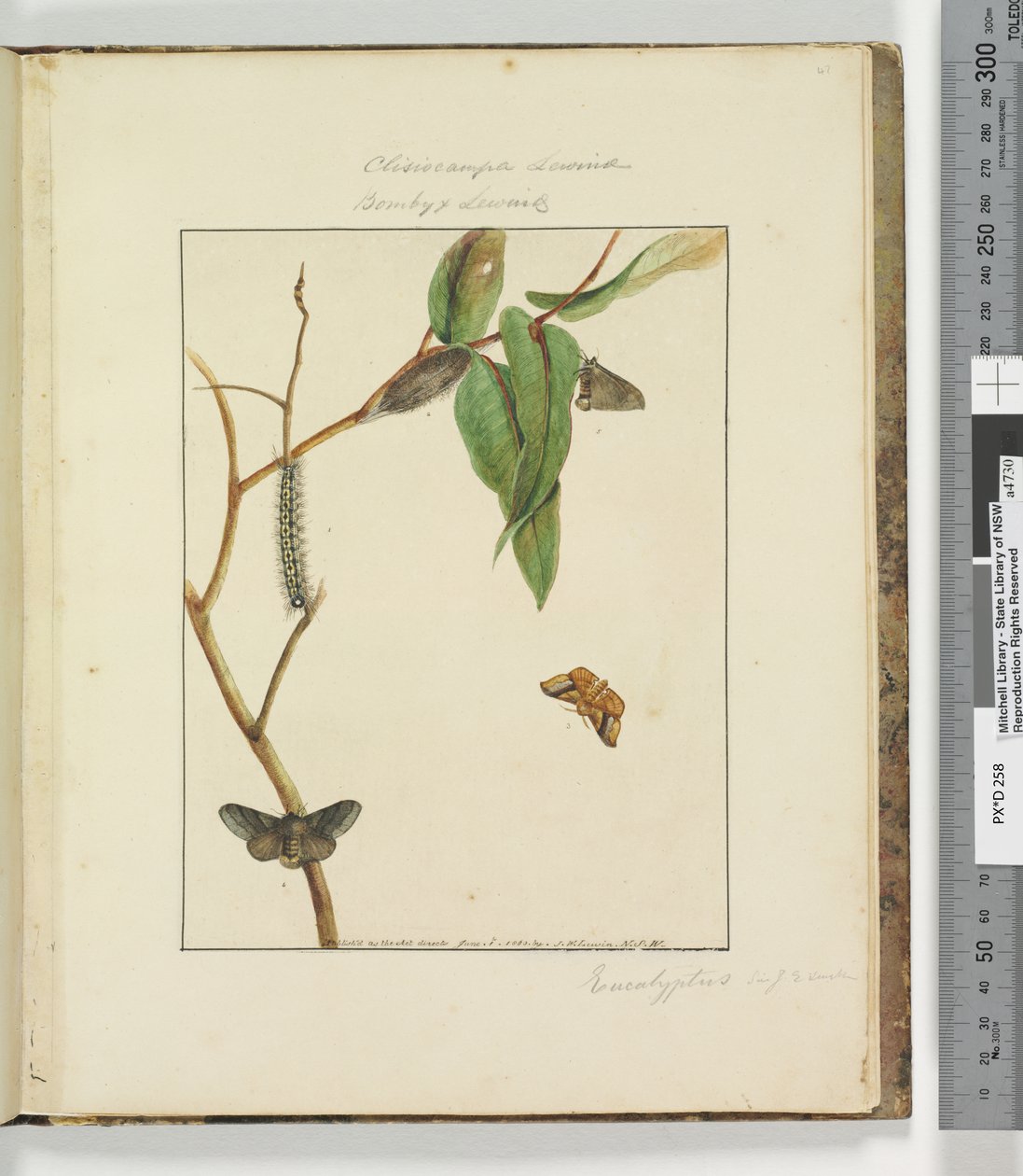 Sida 47. Platta 12 Clisiocampa Lewinae Bombyx Lewinae, 1803-04 (handfärgade etsningstryck) av John William Lewin