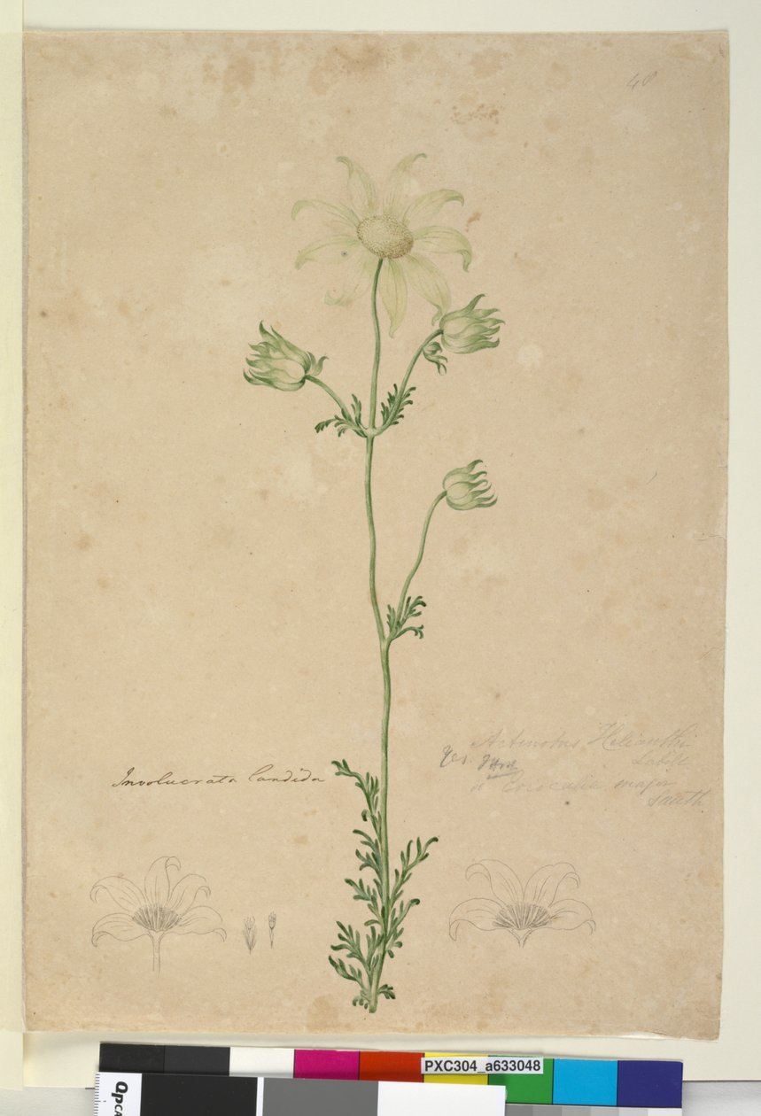 Sida 48. Actinotus Helianthi, c.1803-06 (wc, penna, bläck och penna) av John William Lewin