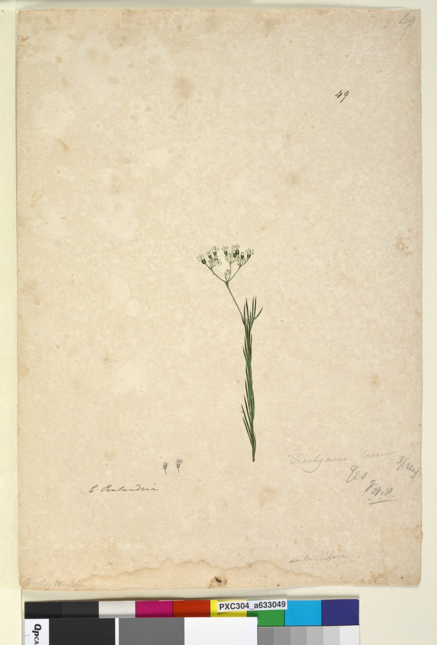 Sida 49. Trachymene linearis, c.1803-06 (wc, penna, bläck och penna) av John William Lewin