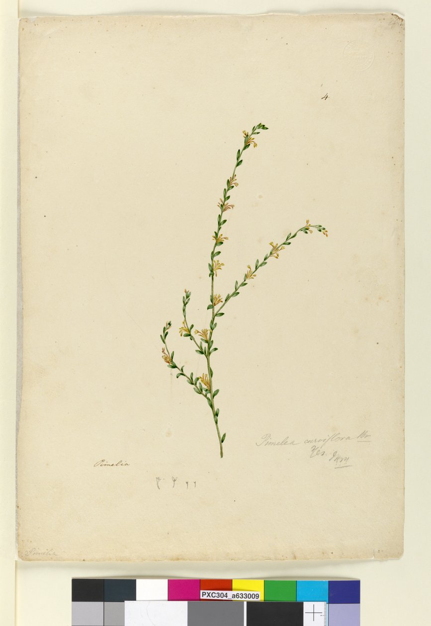 Sida 4. Pimelea curviflora, c.1803-06 (wc, penna, bläck och penna) av John William Lewin