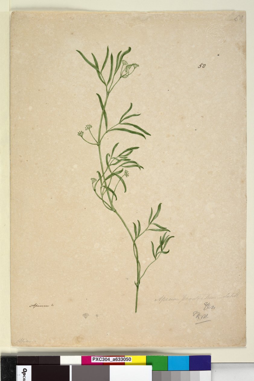Sida 50. Apium, c.1803-06 (wc, penna, bläck och penna) av John William Lewin