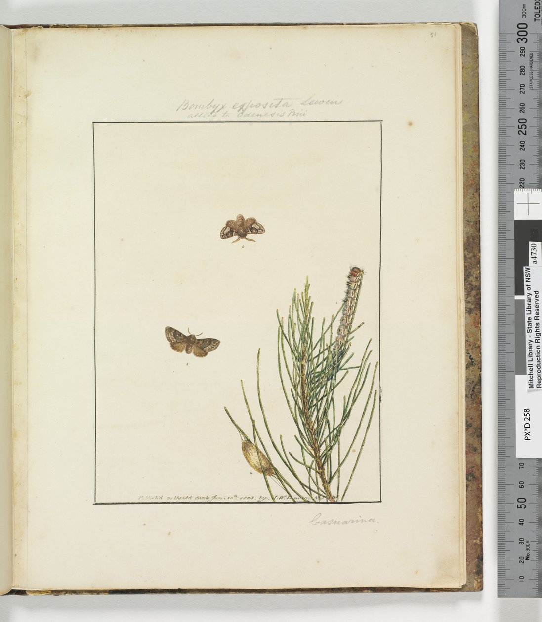 Sida 51. Plåt 13 Bombyx Exposita Lewin allierad med..., 1803-04 (handfärgade etstryck) av John William Lewin