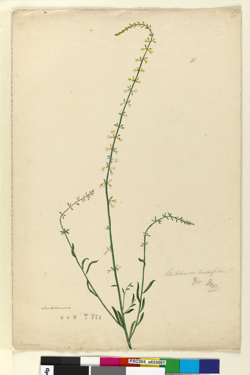 Sida 51. Stackhousia, c.1803-06 (wc, penna, bläck och penna) av John William Lewin