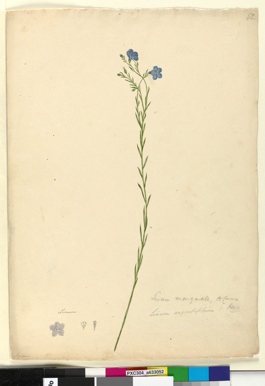 Sida 52. Linum marginale, c.1803-06 (wc, penna, bläck och penna) av John William Lewin