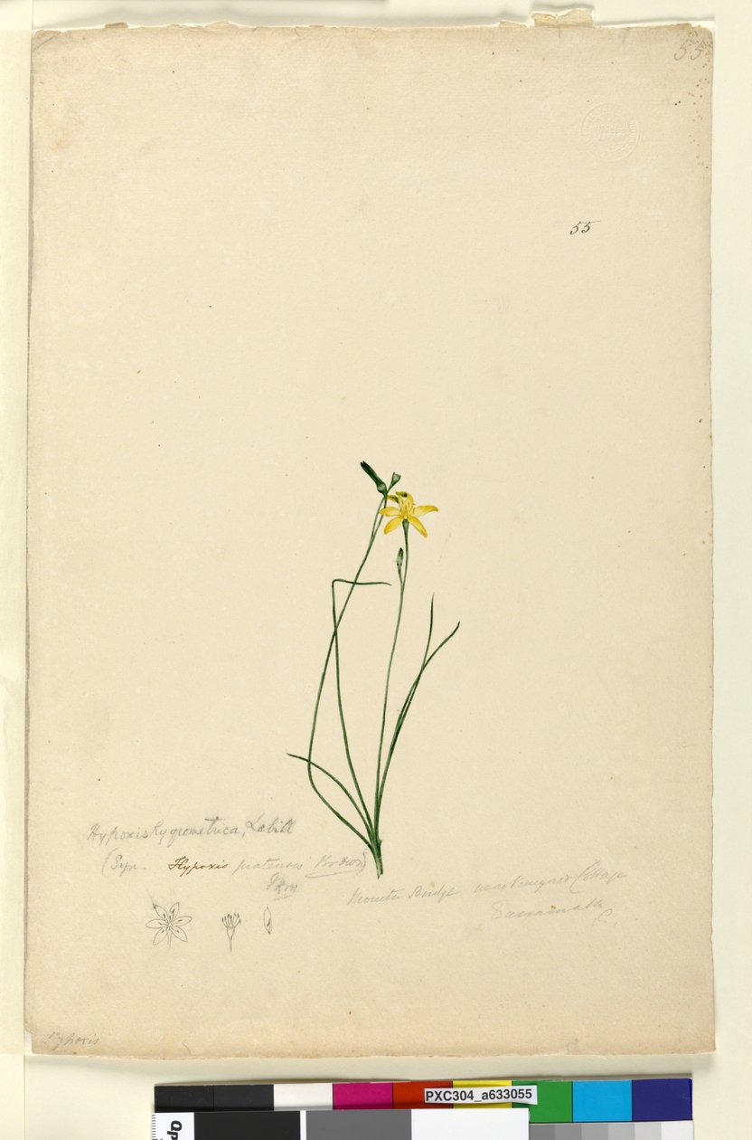 Sidan 55. Hypoxis hygrometrica, ca 1803-06 (wc, penna, bläck och blyerts) av John William Lewin