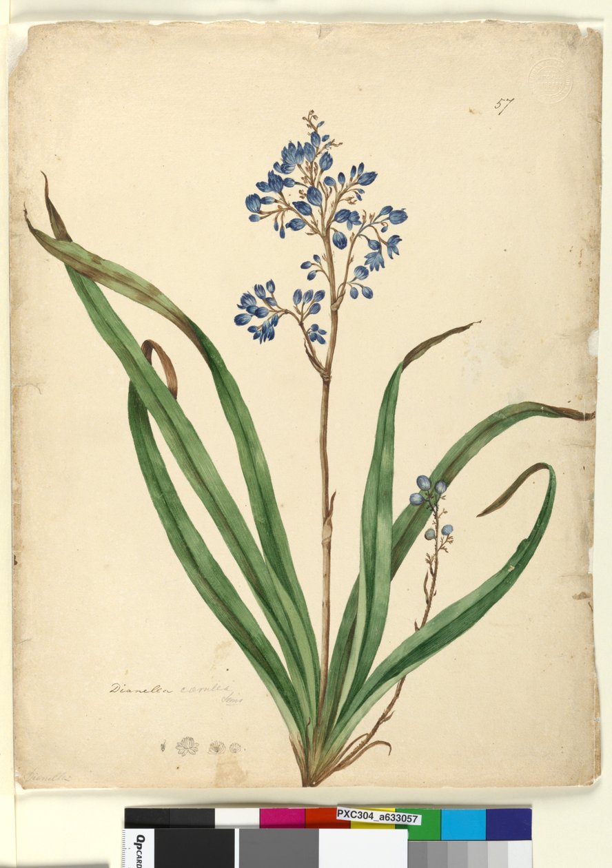 Sida 57. Dianella caerulea, c.1803-06 (wc, penna, bläck och penna) av John William Lewin