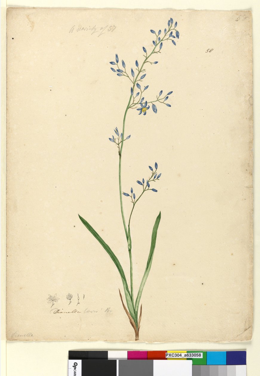 Sida 58. Dianella levis, c.1803-06 (wc, penna, bläck och penna) av John William Lewin