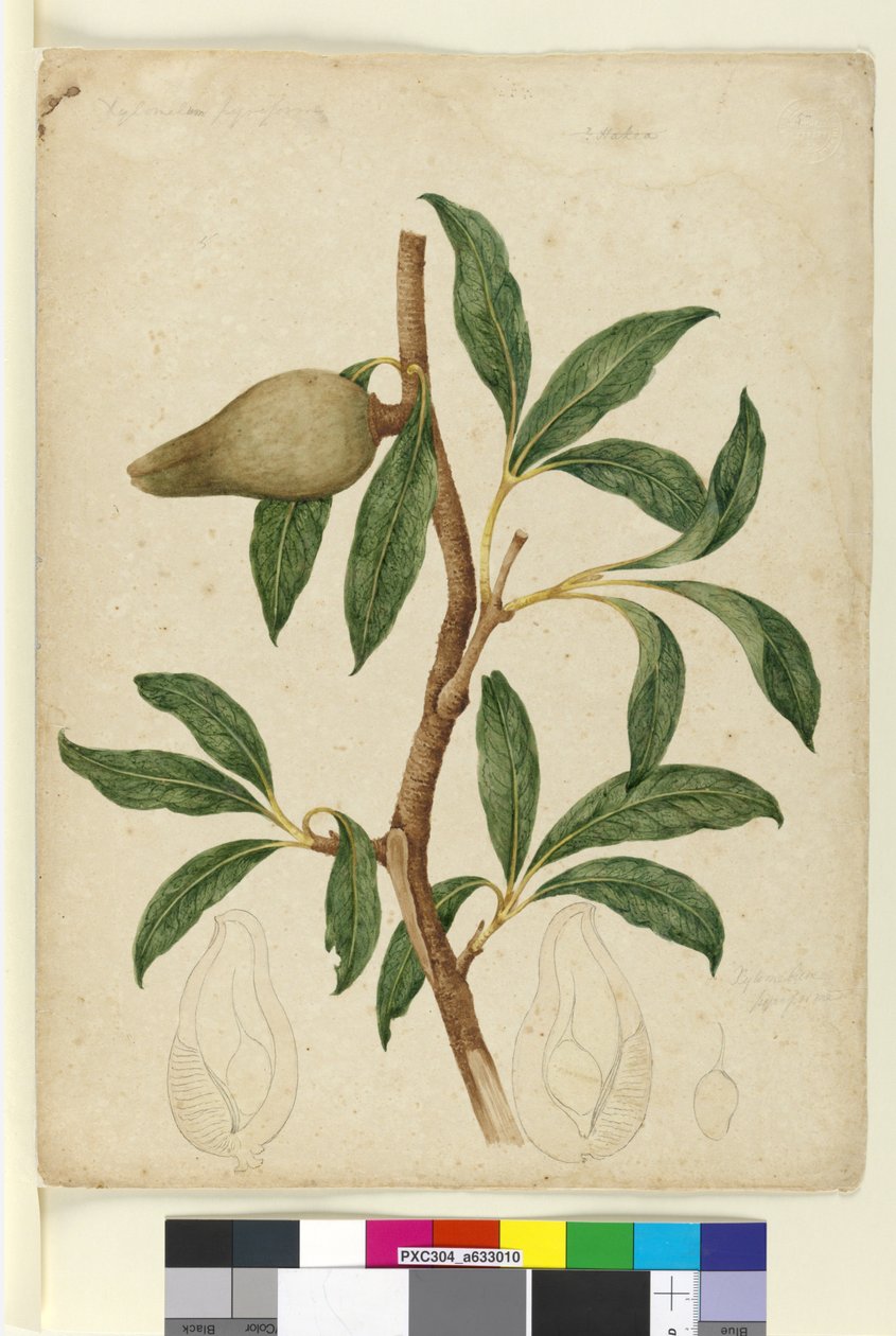 Sida 5. Xylomelum pyriforme, c.1803-06 (wc, penna, bläck och penna) av John William Lewin