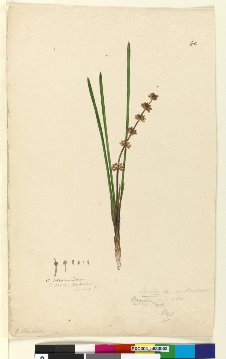 Sida 62. Xerotes Lomandra multiflora, c.1803-06 (wc, penna, bläck och penna) av John William Lewin