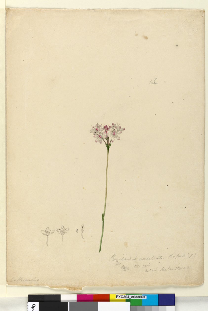 Sida 63. Burchardia umbellata, c.1803-06 (wc, penna, bläck och penna) av John William Lewin