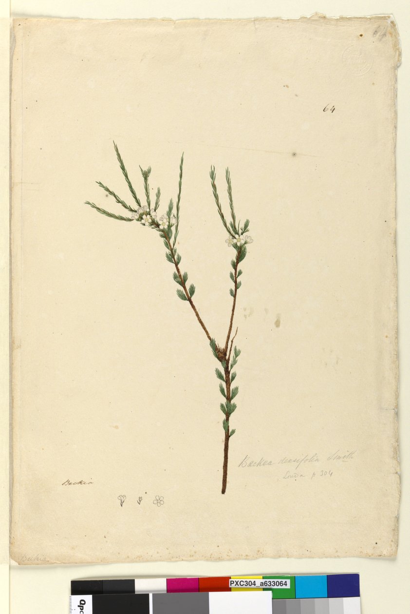 Sida 64. Baeckea densifolia, c.1803-06 (wc, penna, bläck och penna) av John William Lewin