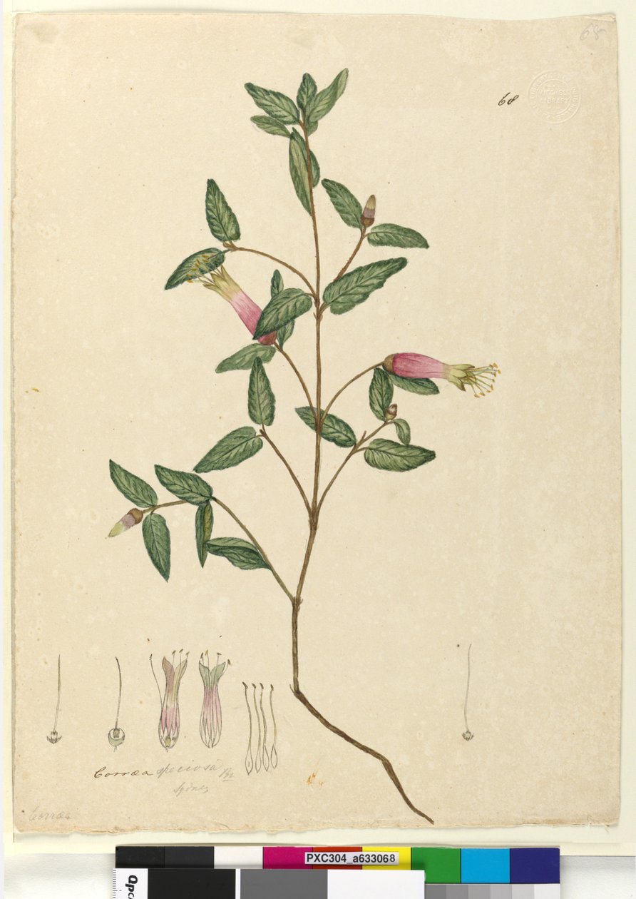 Sida 68. Correa speciosa, c.1803-06 (wc, penna, bläck och penna) av John William Lewin