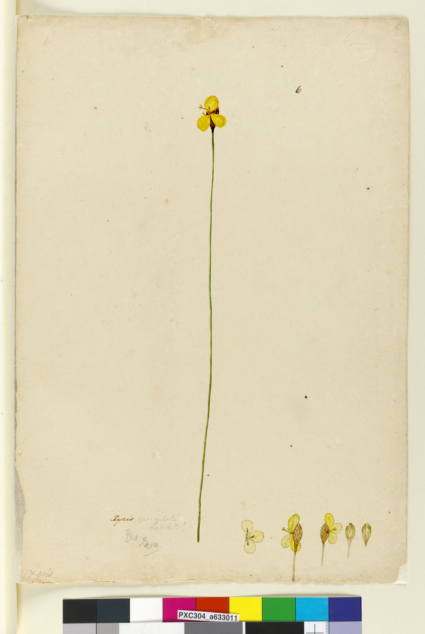 Sida 6. Xyris operculata, c.1803-06 (wc, penna, bläck och penna) av John William Lewin